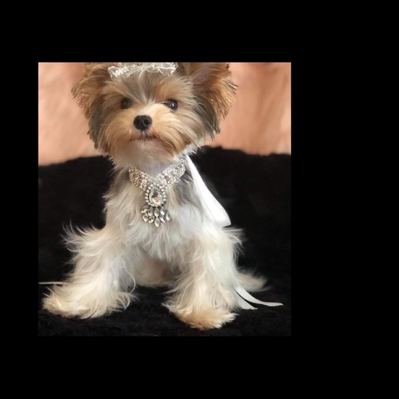 Custom made Rhinestone pet Collar - Picture 7 of 8